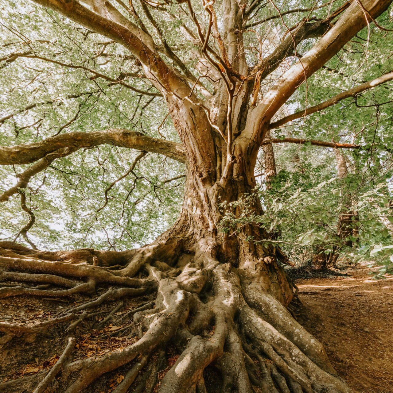 Old tree