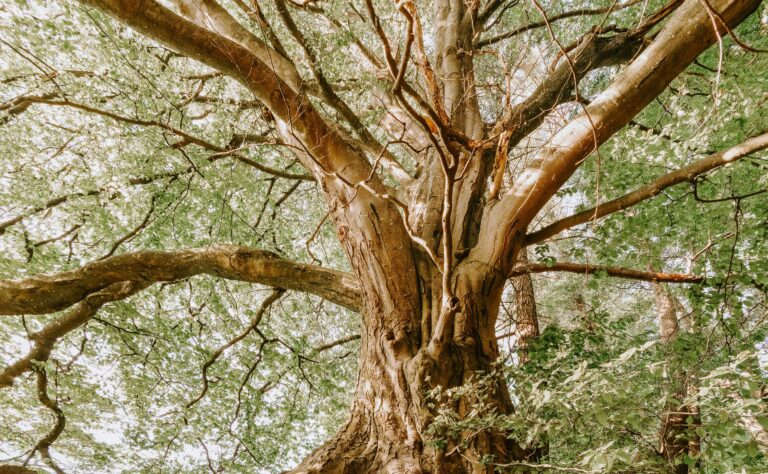 Picture of an old tree